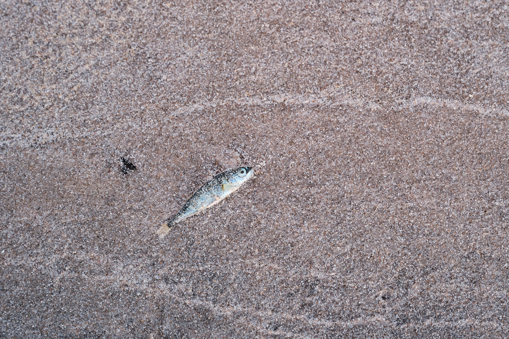 2025 05 16  xt 5   4985